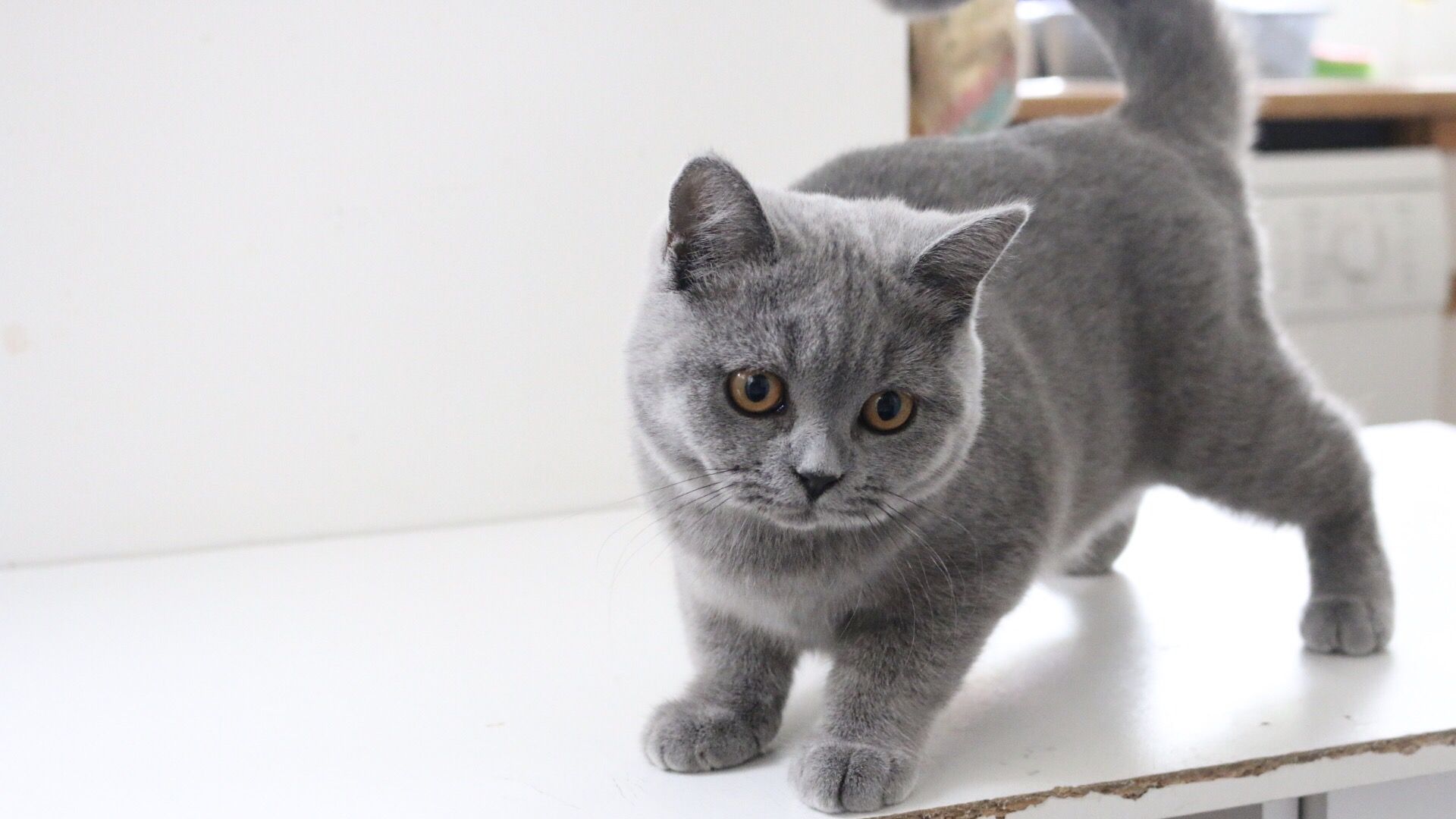 British Shorthair Kittens: Personality, Health, Grooming