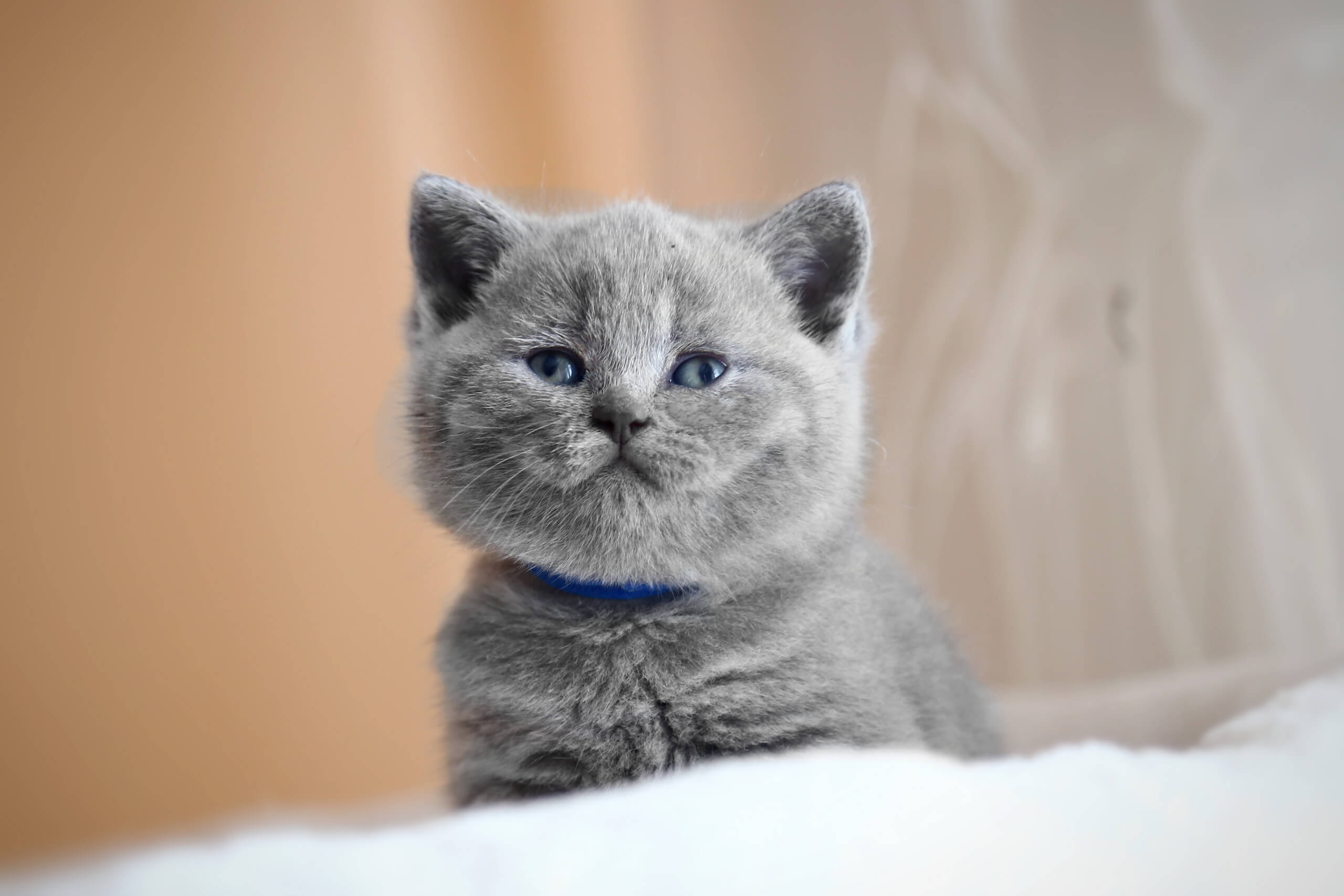 british shorthair tabby kittens