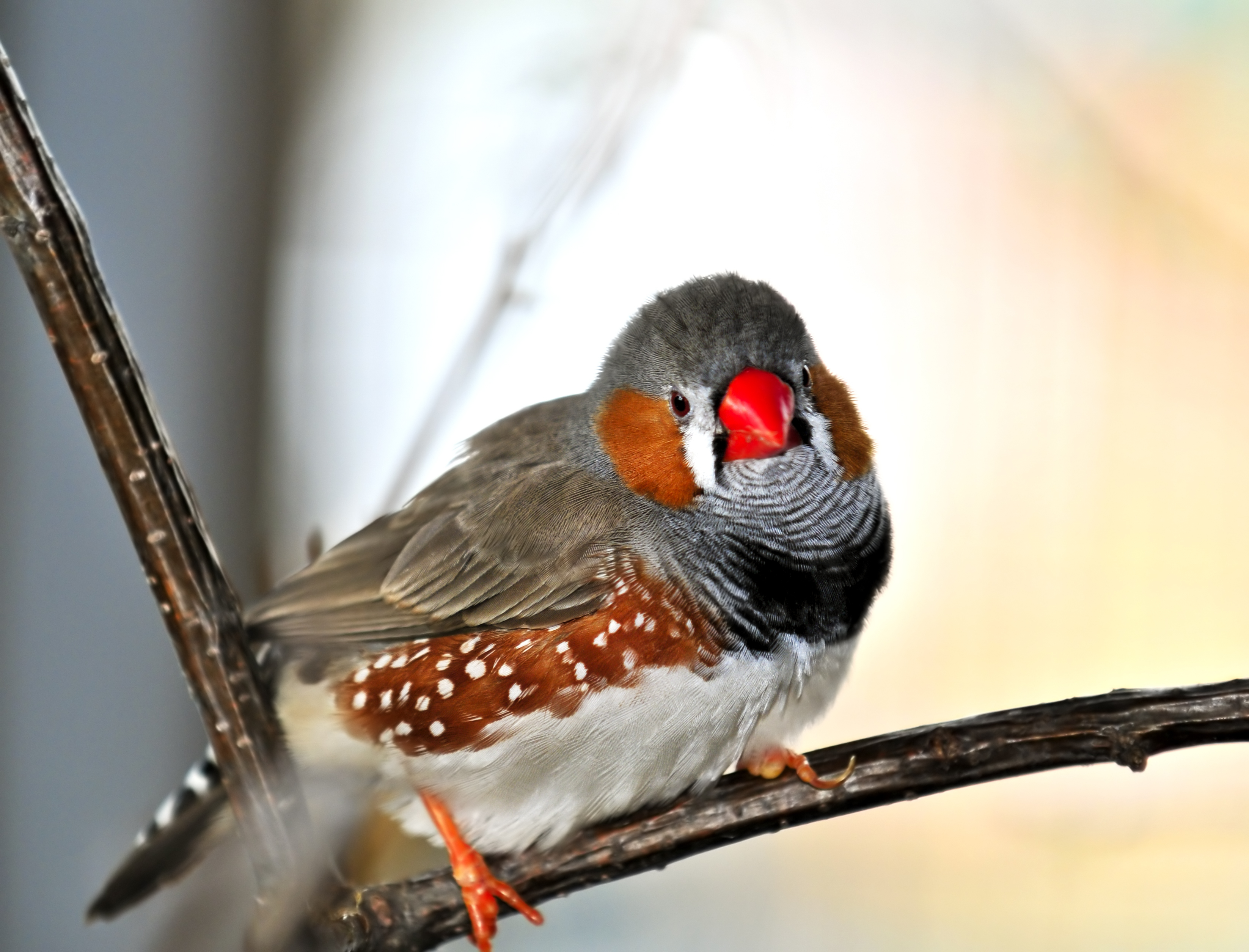 Finch Bird Photo Gallery ~ 13 Species Of Finches In Ohio (pictures And ...