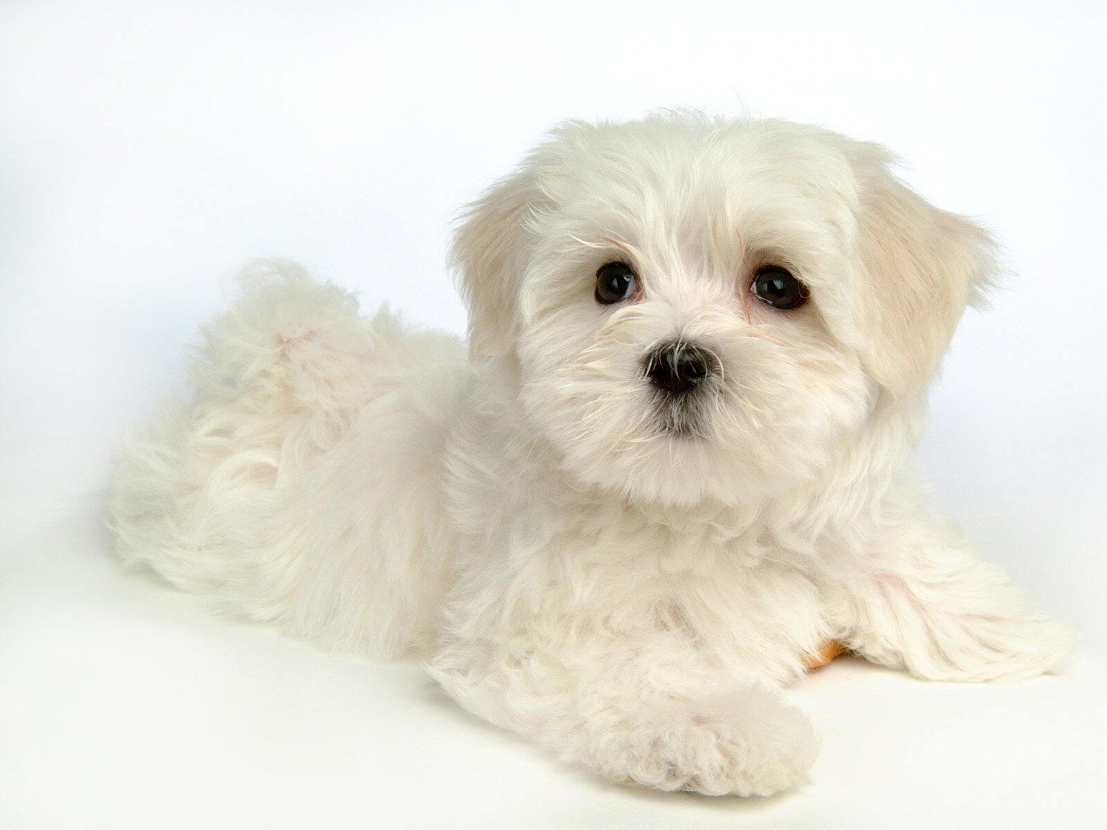 stuffed maltese puppy
