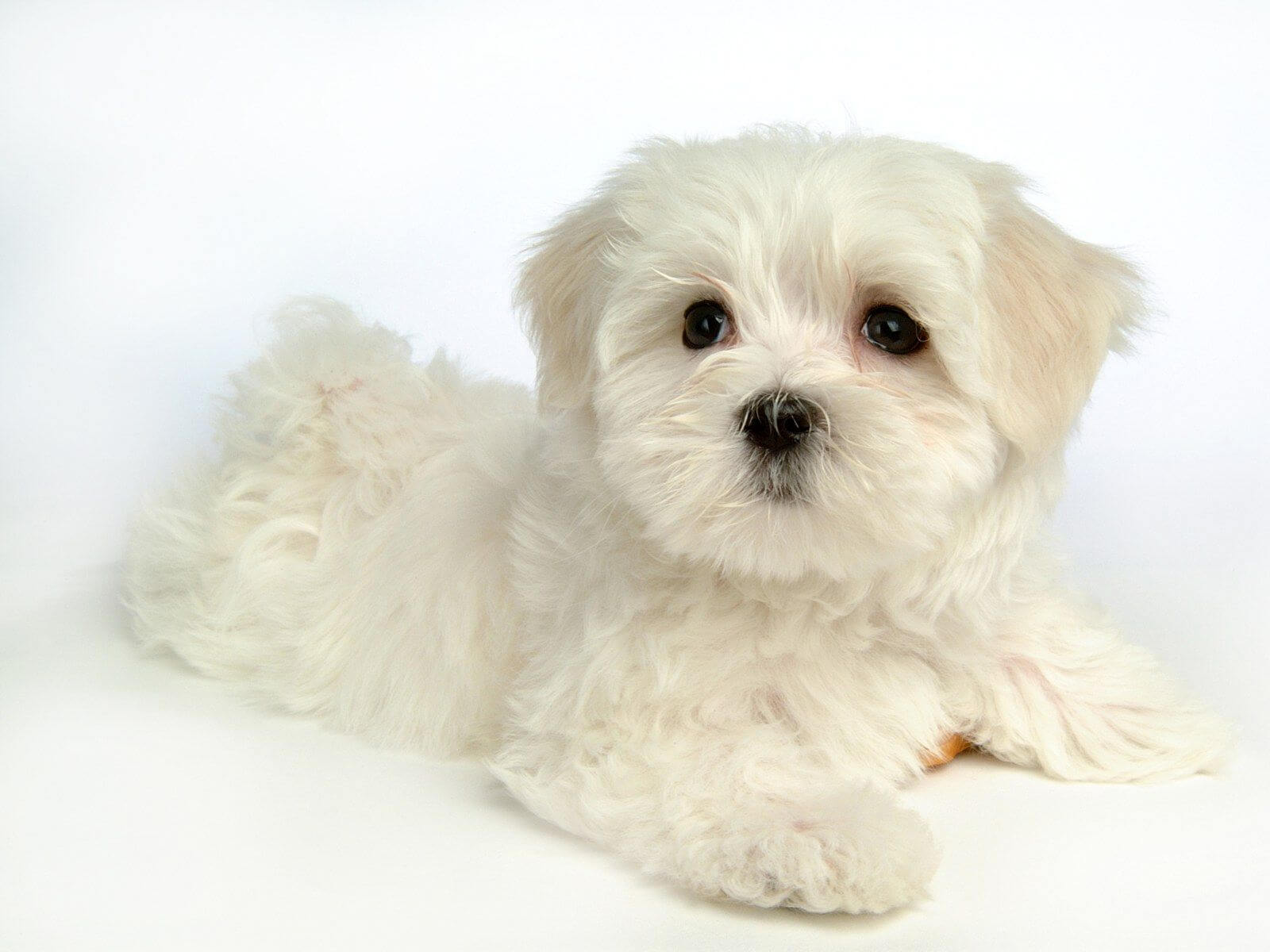 white maltese stuffed animal