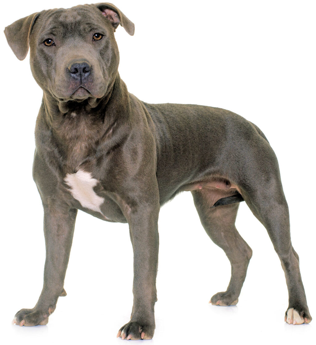 American Staffordshire terrier