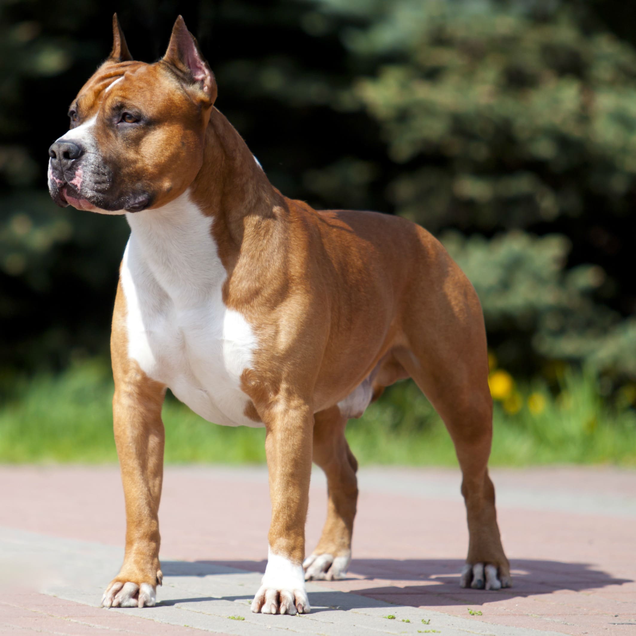 American Staffordshire Terrier: Appearance, Personality Etc