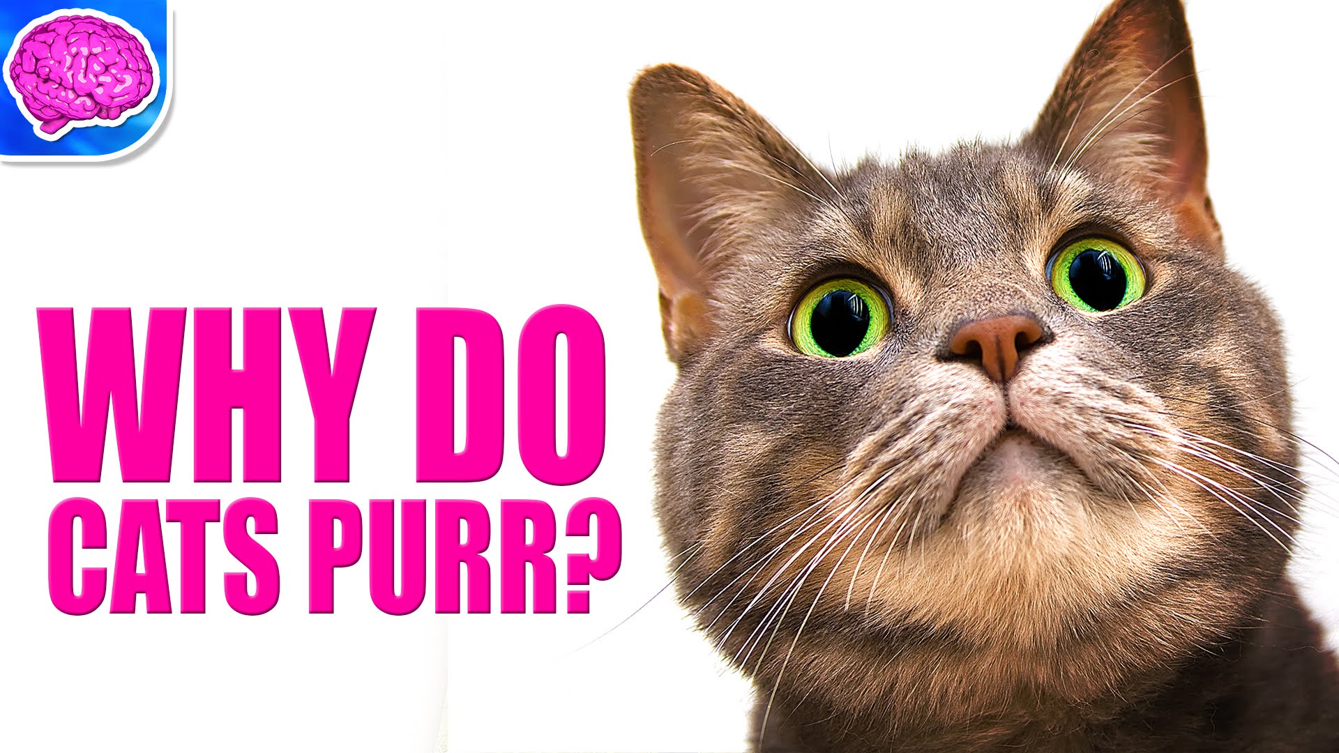 It s my cat. Why do Cats Purr. Cat Purr. Кошки дид ,. Why do Cats Purr Humans tend.