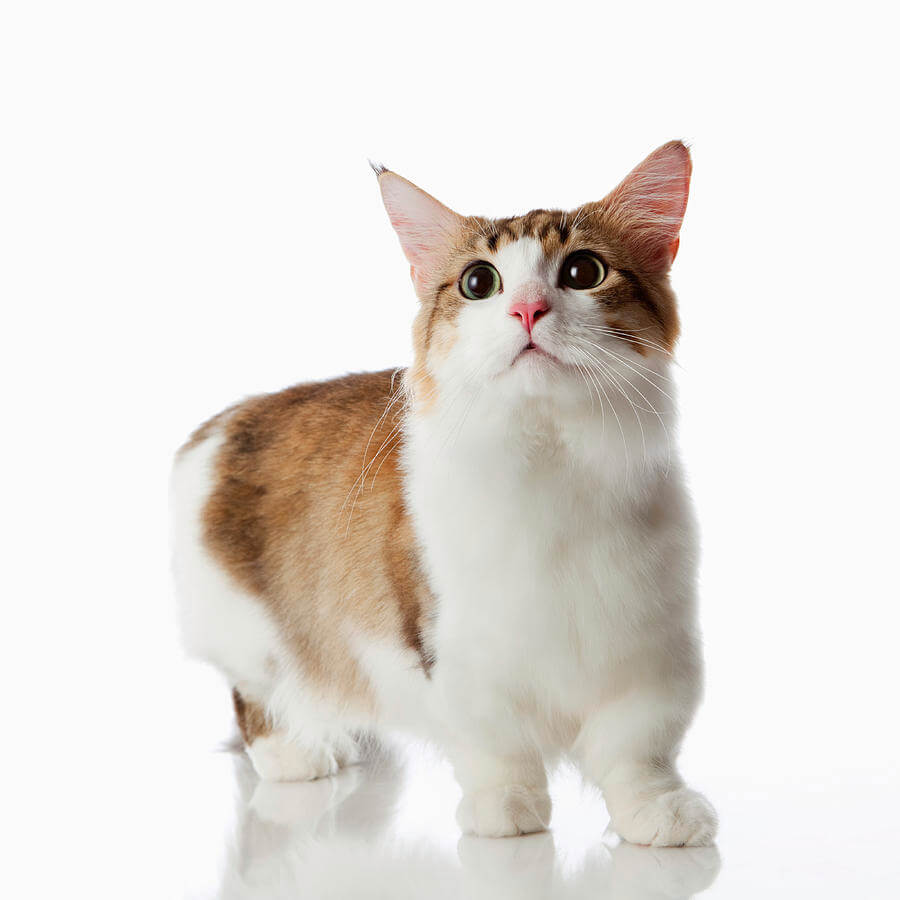 Munchkin Cat Breed Small Facts and Information | Pets Nurturing