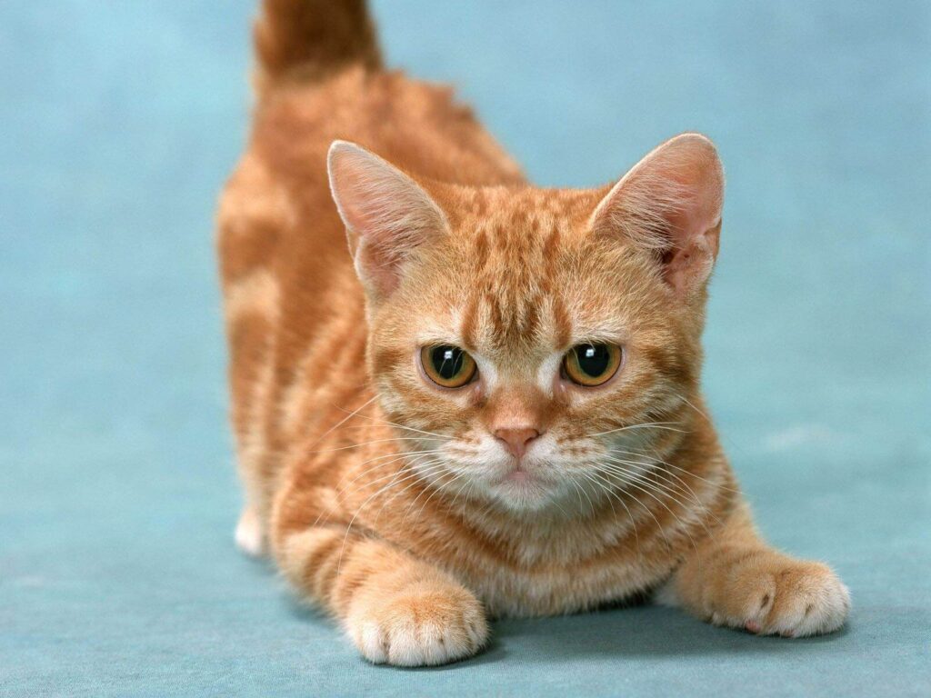 munchkin cat