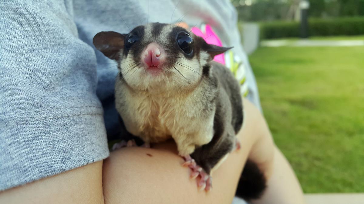 the pet glider