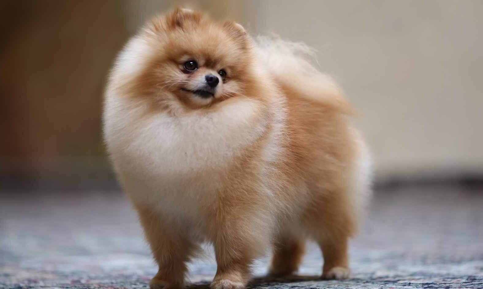 Pomeranian: tiniest dog breed in the world