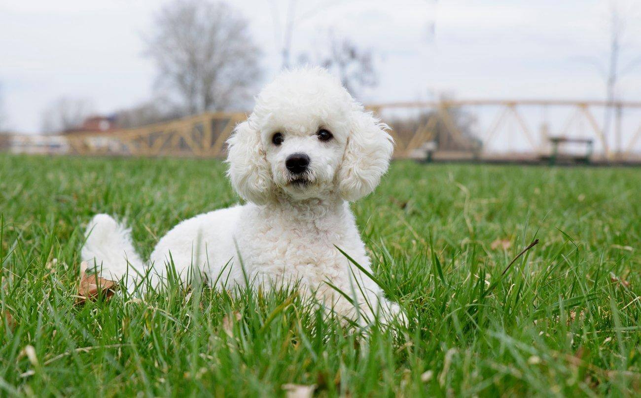 Poodle: tiniest dog breed in the world