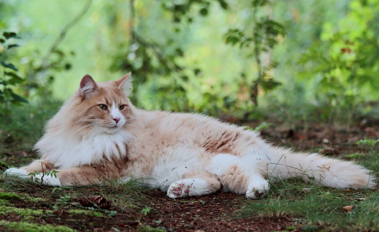 4 Amazing Facts Of Norwegian Forest Cats Pets Nurturing