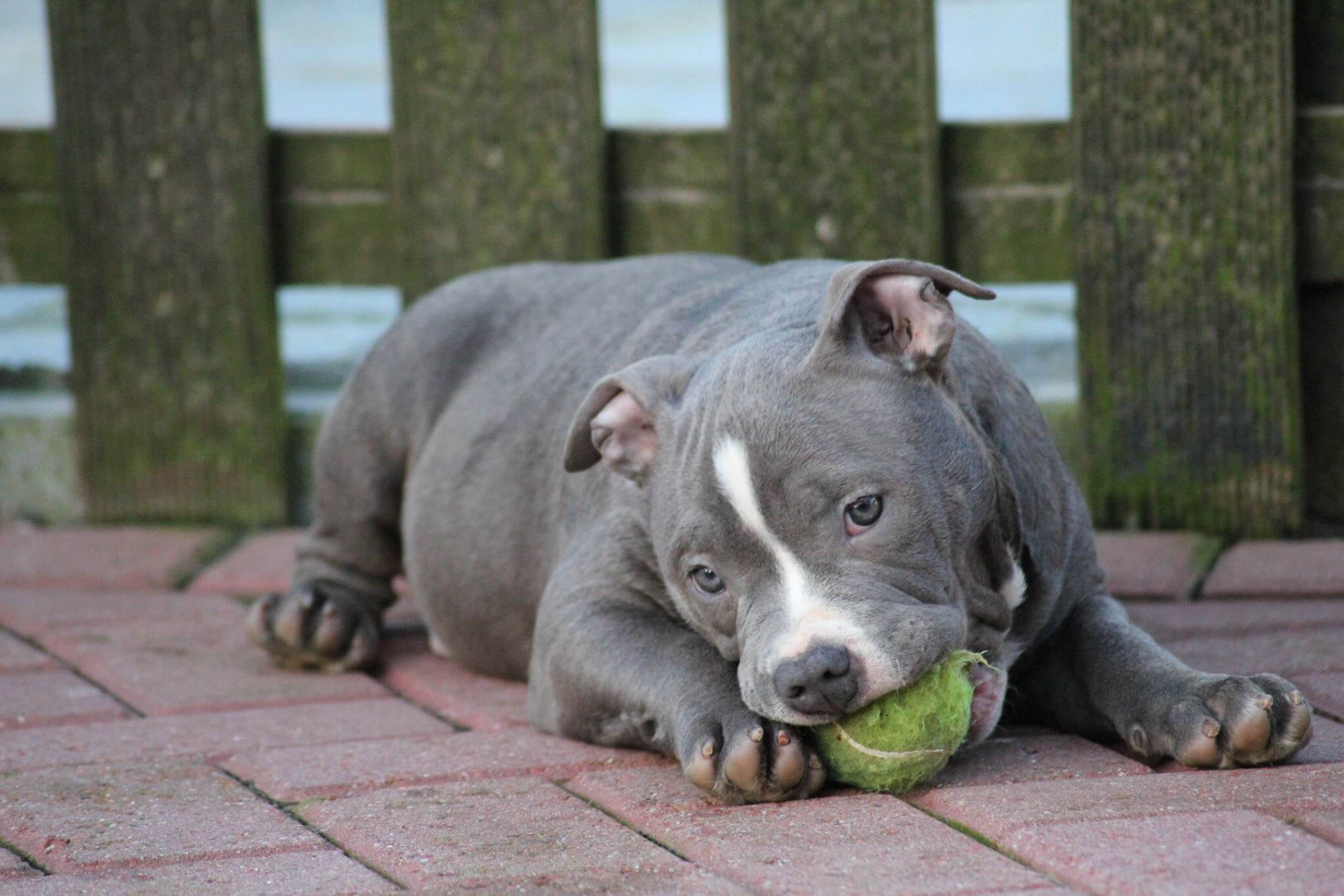 American Bully Puppies Facts and Truths you should be
