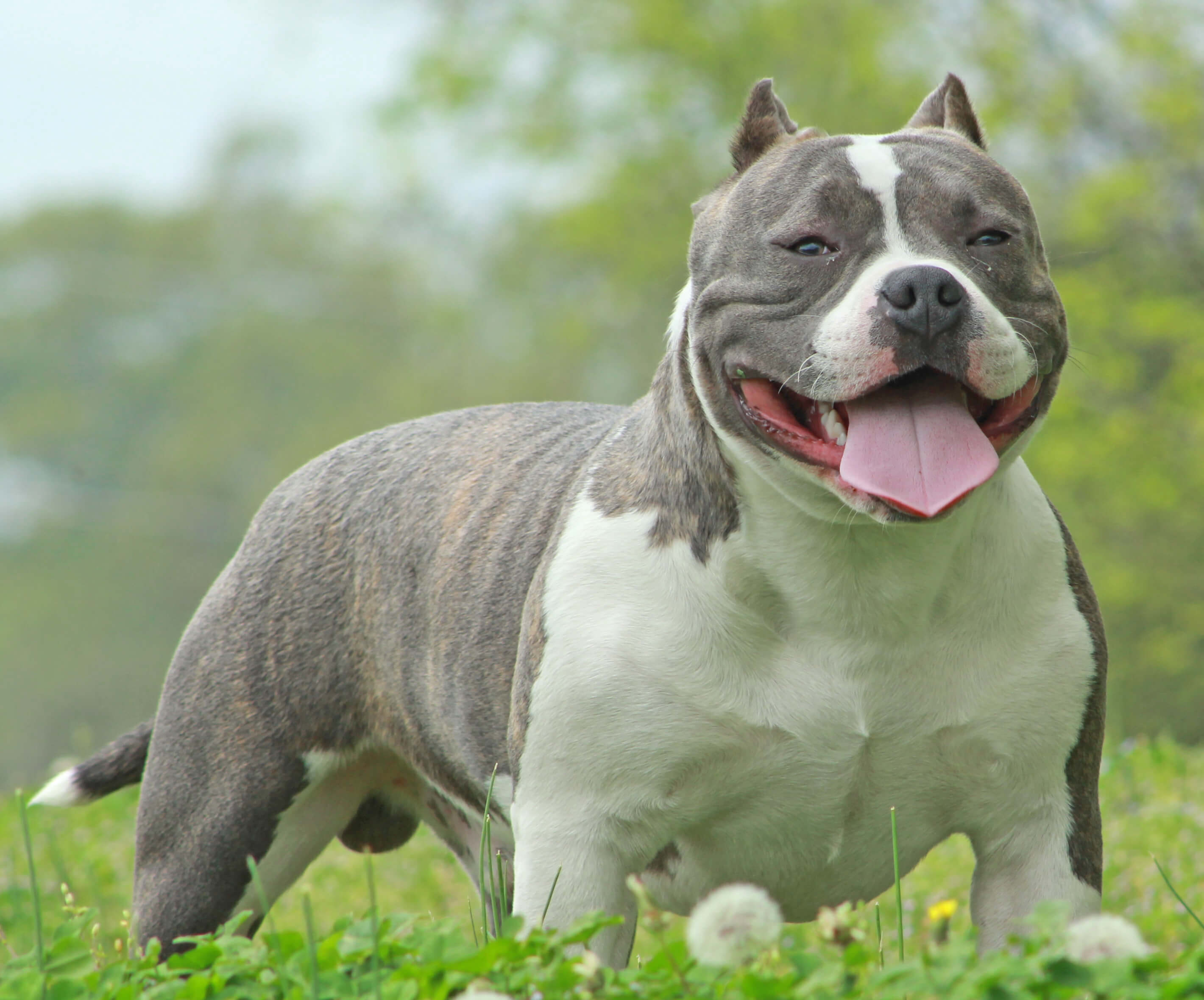 American Bully Puppies A Complete Guide And Facts American Bully Puppies A Complete Guide And Facts