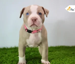 American bully puppies
