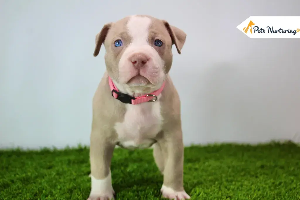 American bully puppies