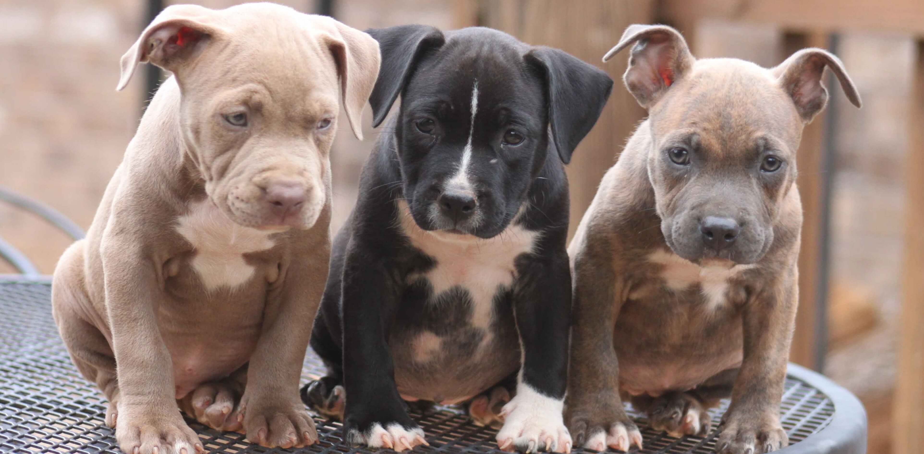 American pit bull terrier puppies