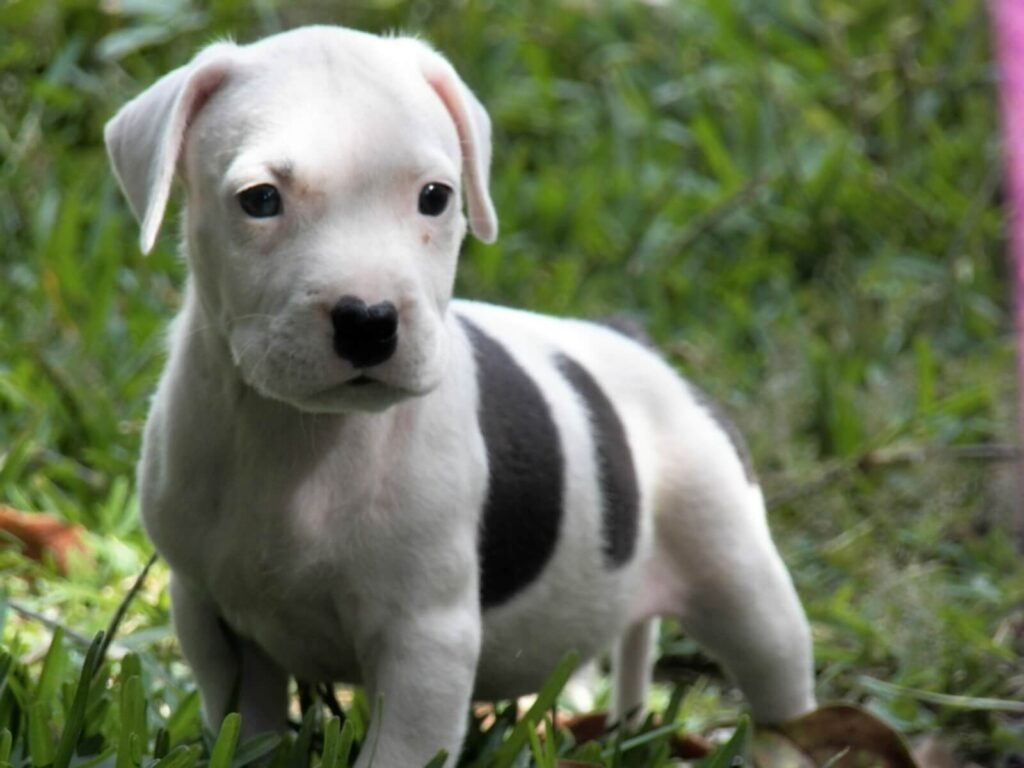 American pit bull terrier puppies
