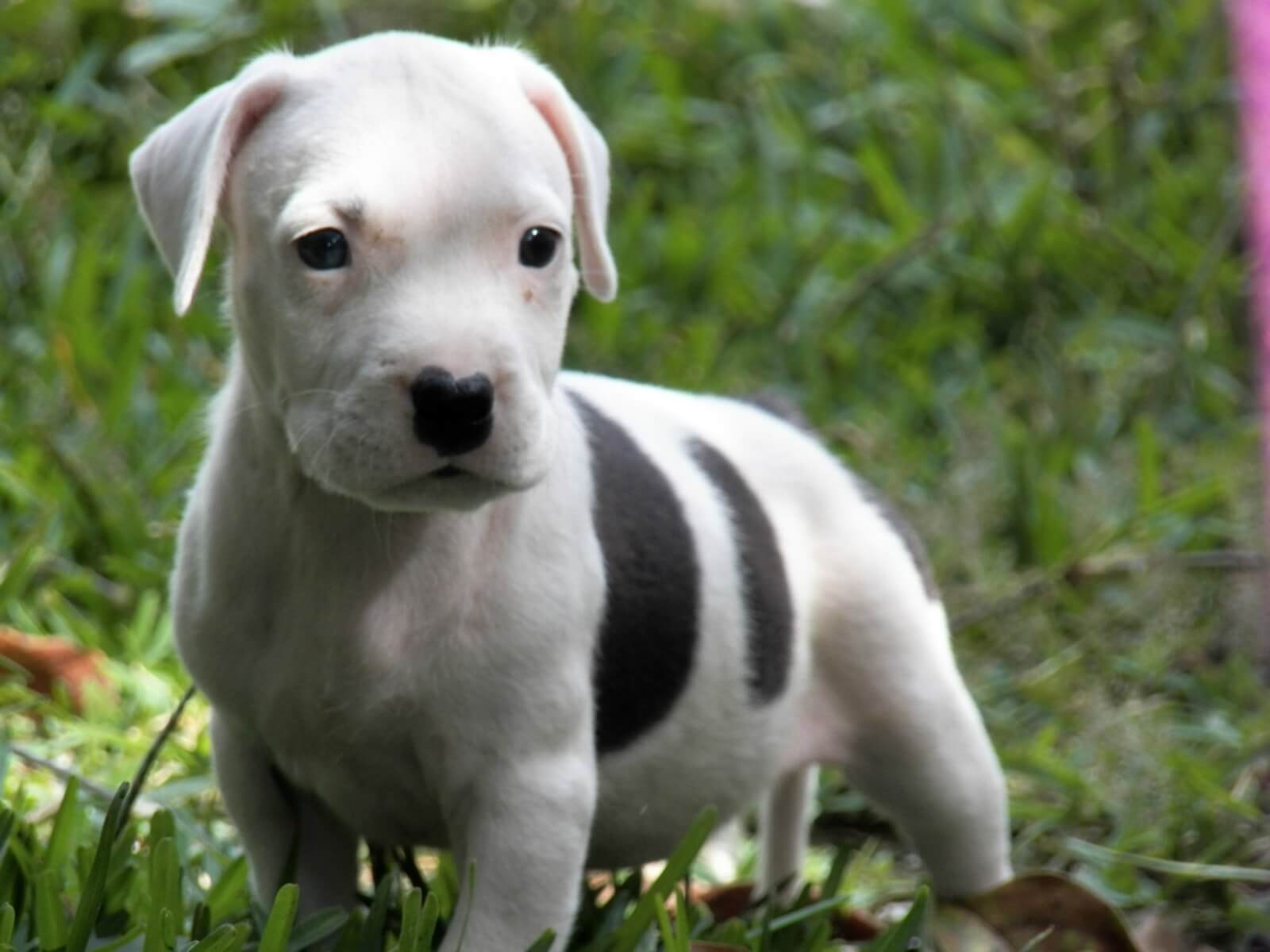 Few Facts About American Pit Bull Terrier Puppies That You