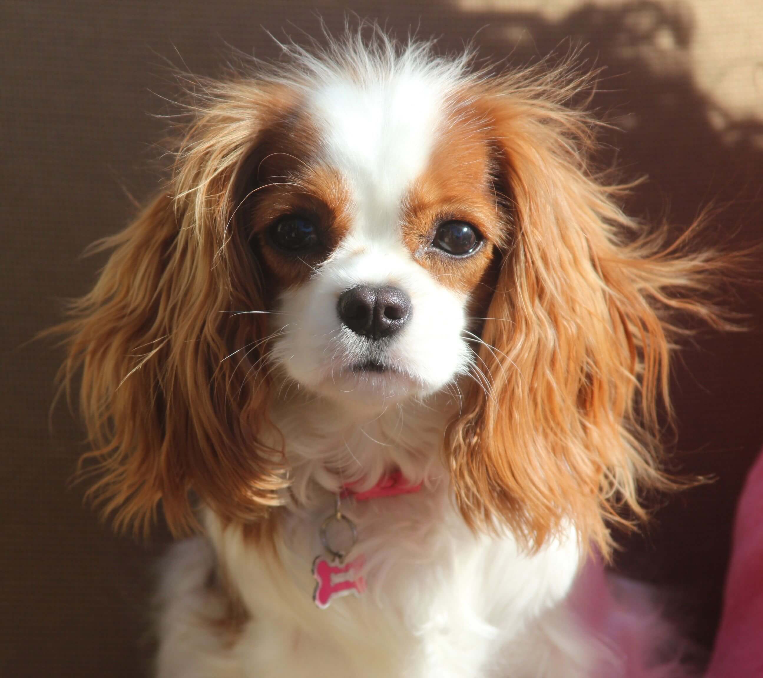 rescue dog king charles cavalier spaniels