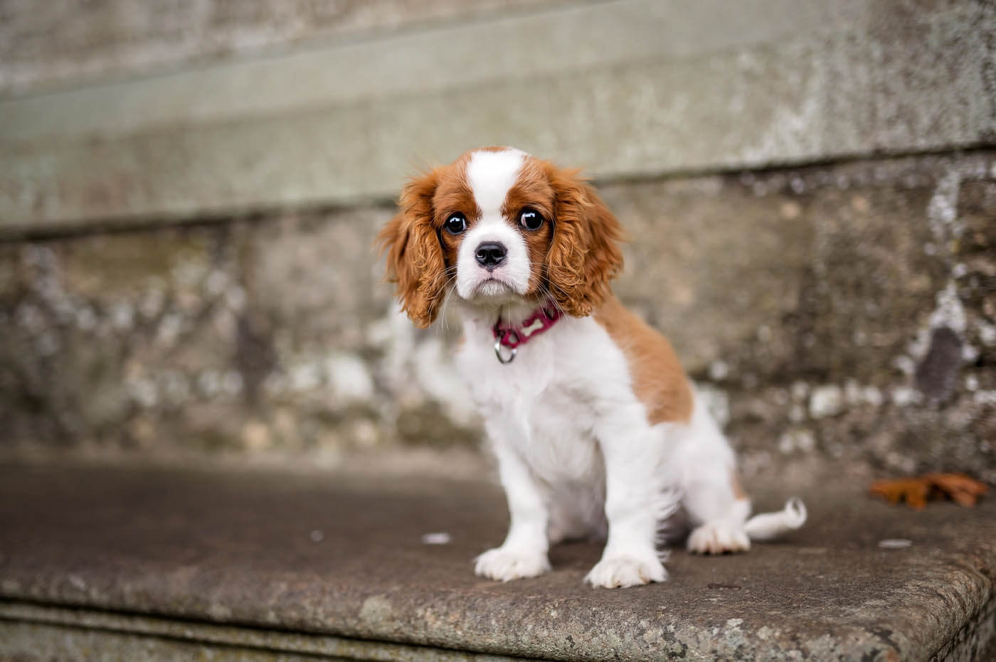 cavalier king charles puppies