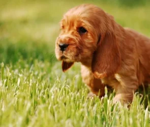 Cocker Spaniel Puppies