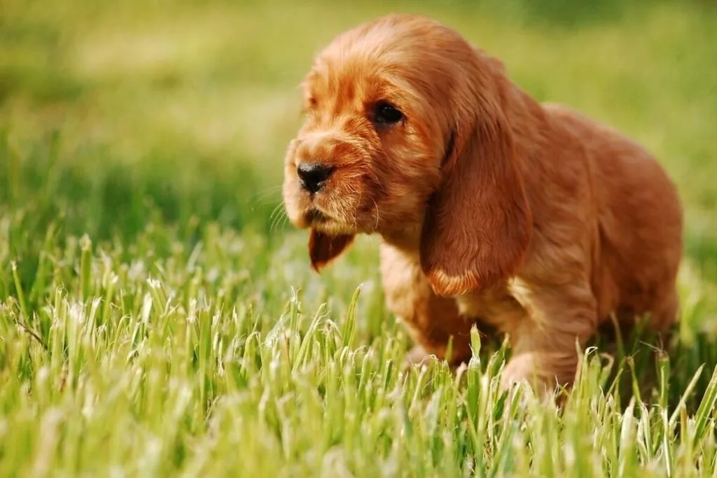 Cocker Spaniel Puppies