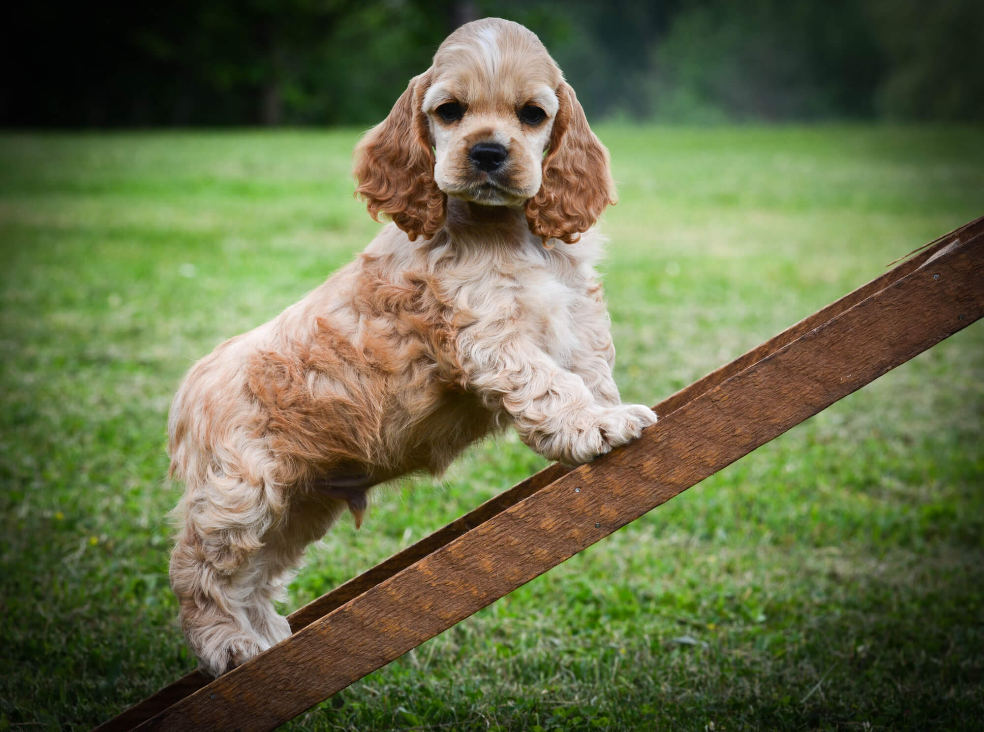 Cocker Spaniel Americano Puppies