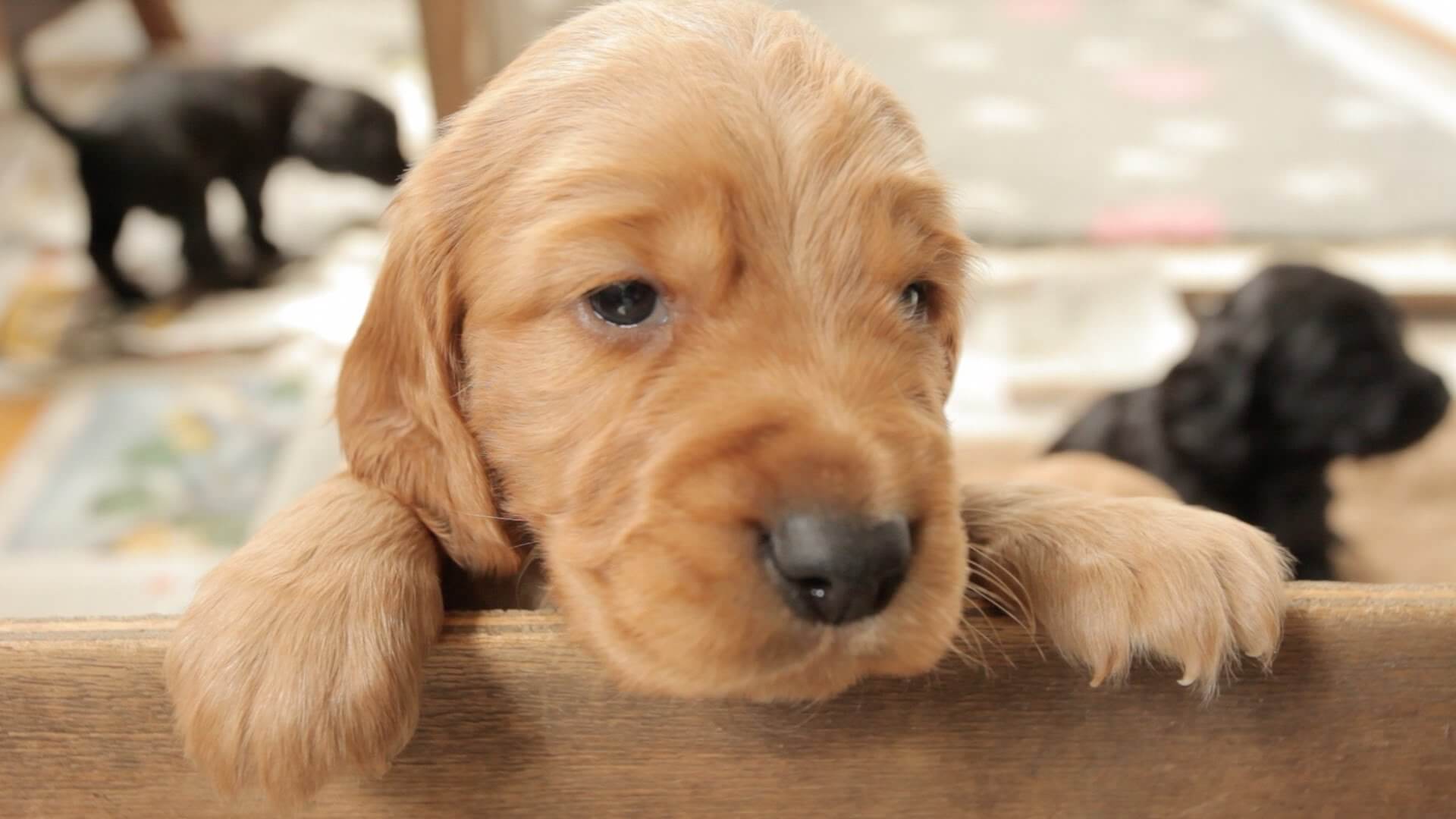 cocker spaniel squishmallow