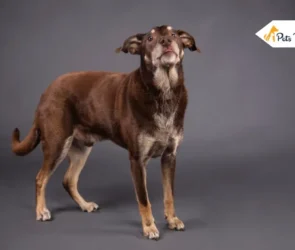 Doberman Lab Mix