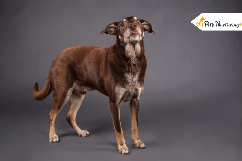 Doberman Lab Mix