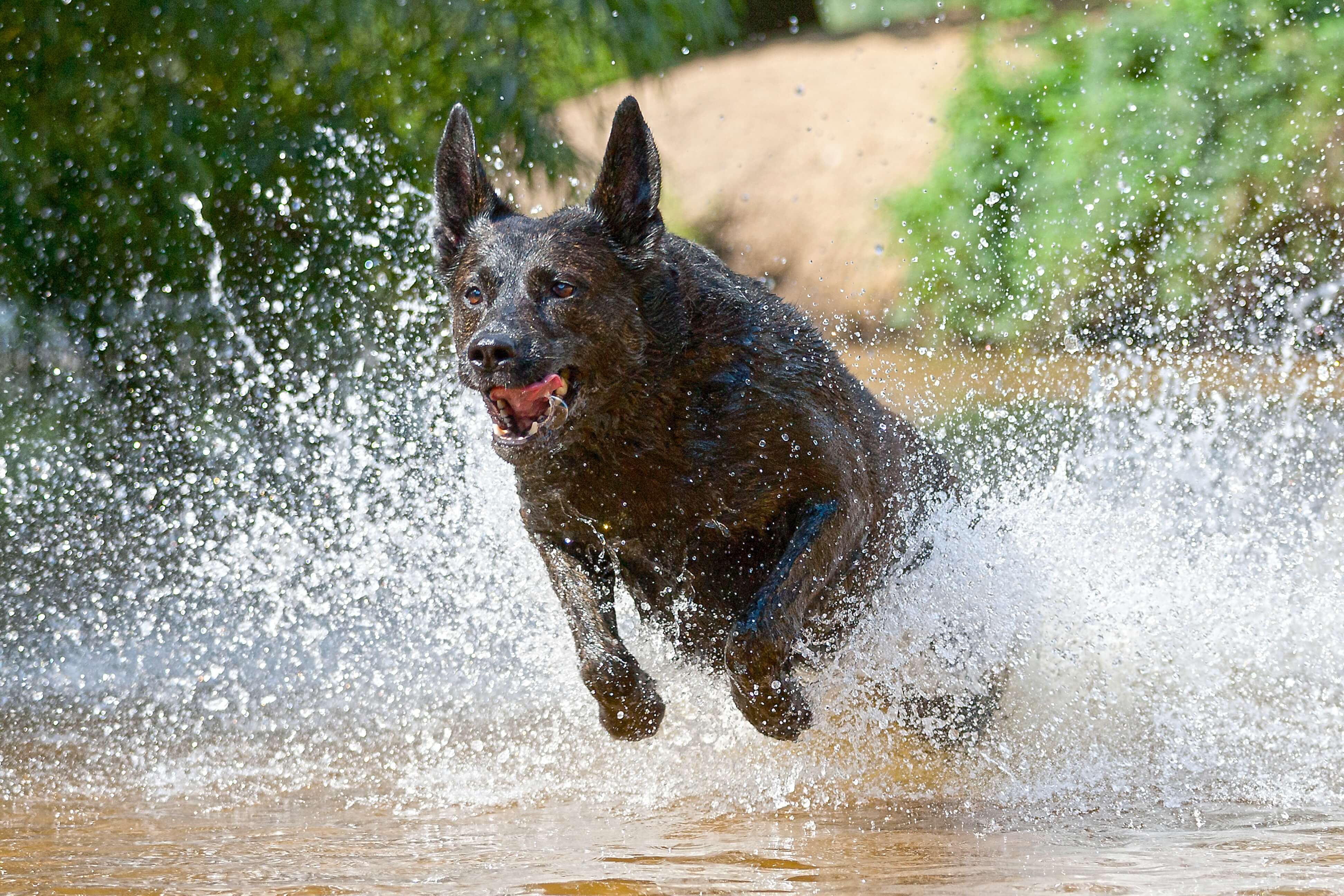 All You Need To Know About Dutch Shepherd Before You Get One In