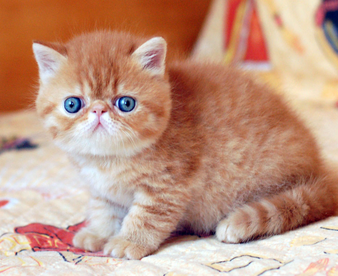 Exotic Shorthair Kittens 1 