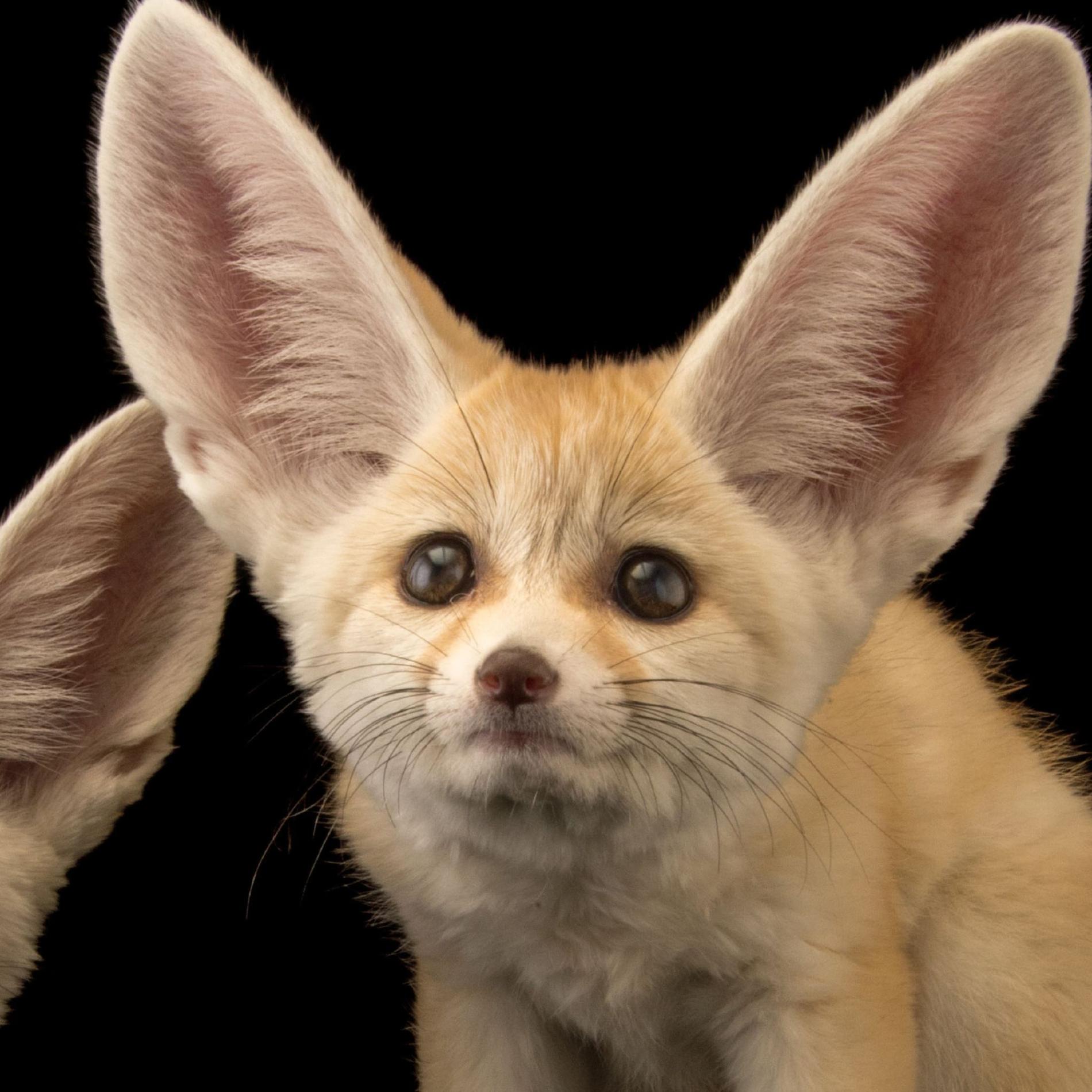 fennec fox ty