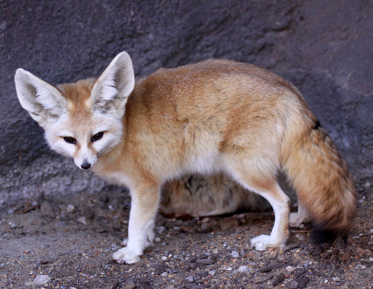 Fennec foxes pet