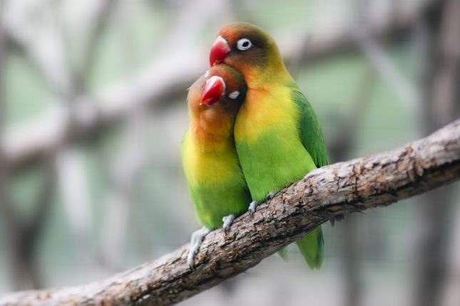 Love birds breeding