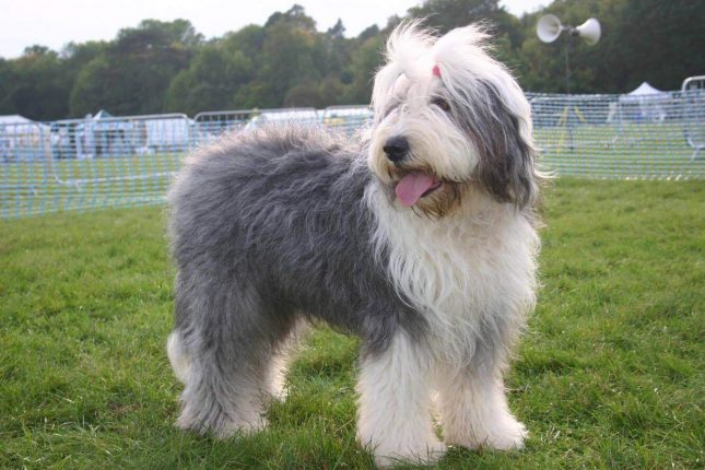 Facts about the Old English Sheepdog | Pets Nurturing
