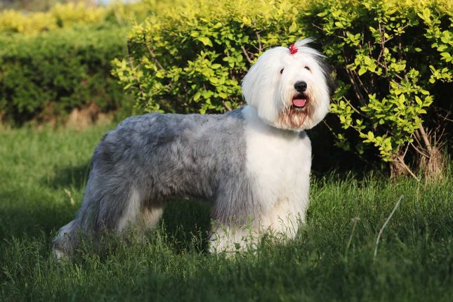 Facts about the Old English Sheepdog | Pets Nurturing