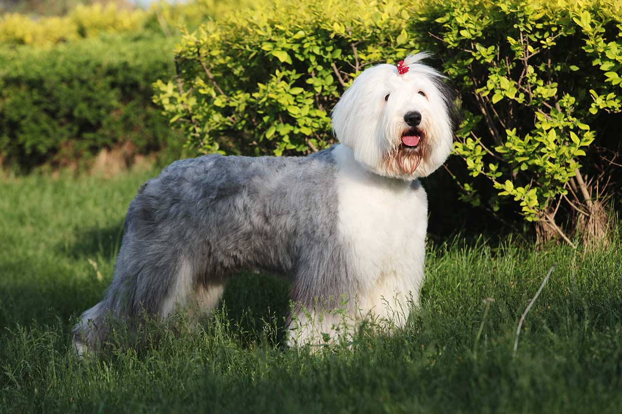 old english sheep dog with pommie