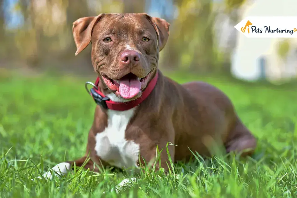 Pit bull terrier