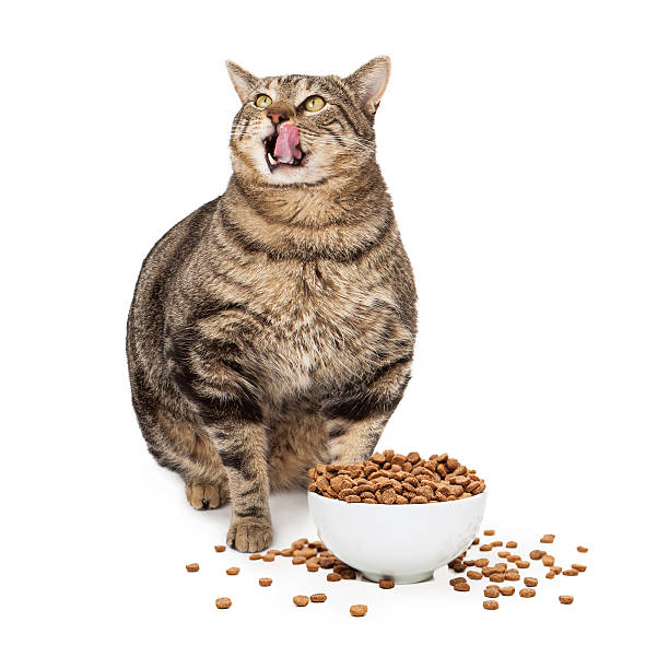 The best wet cat food for your cat | Pets Nurturing