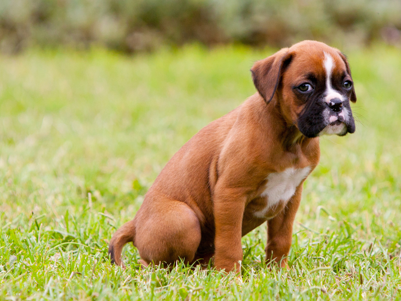 Hey! Here are boxer puppies for sale Pets Nurturing