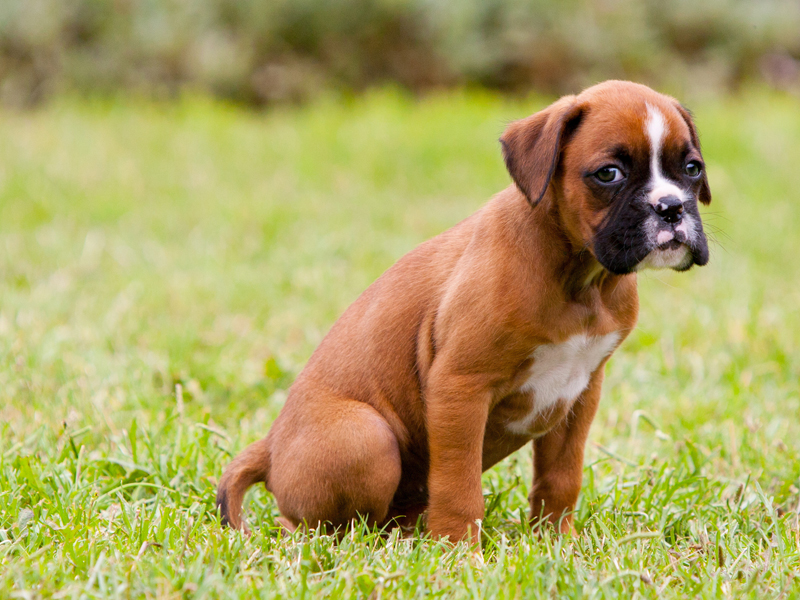 Hey! Here are boxer puppies for sale | Pets Nurturing