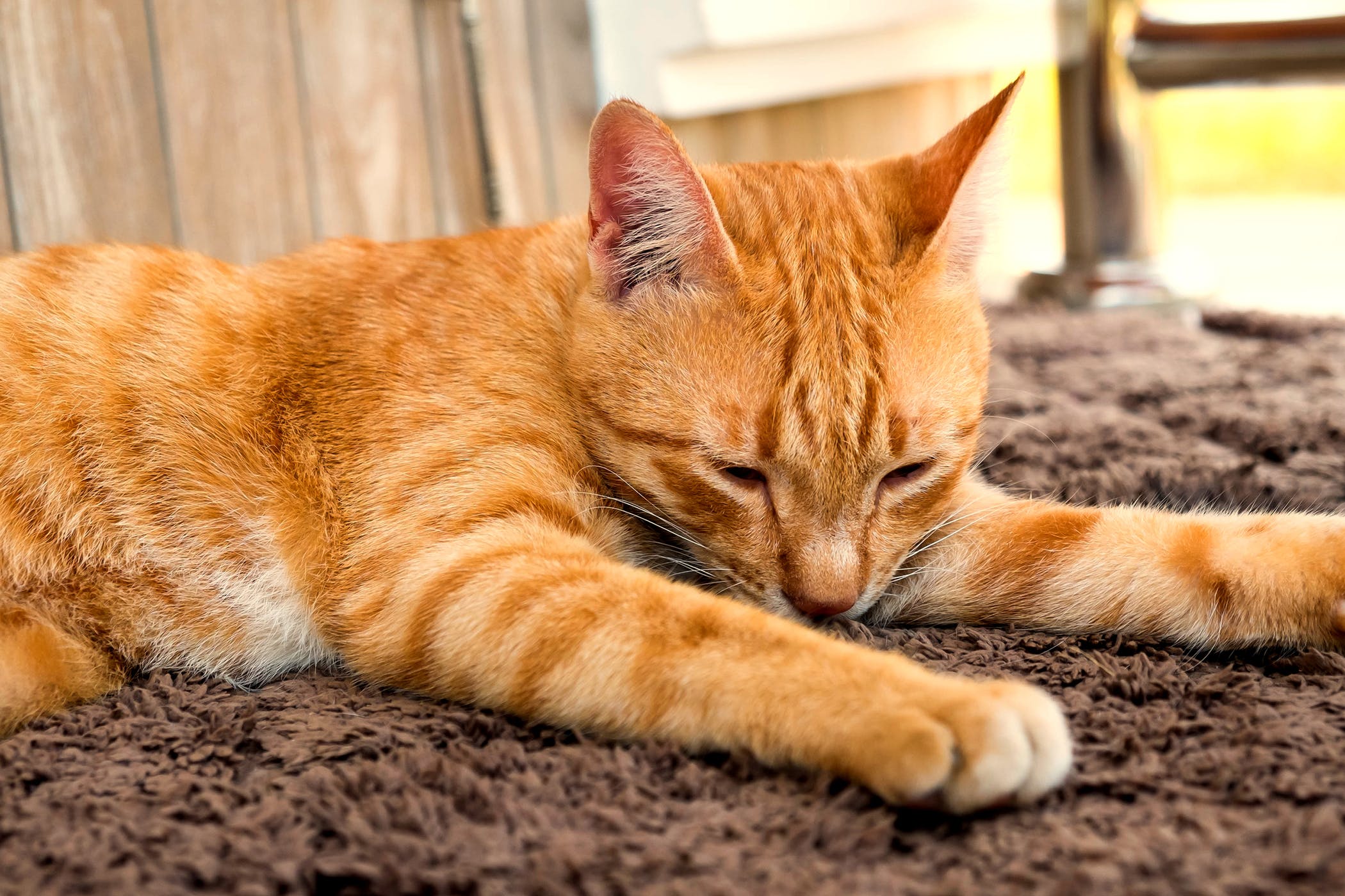 skin-allergy-symptoms-in-cats