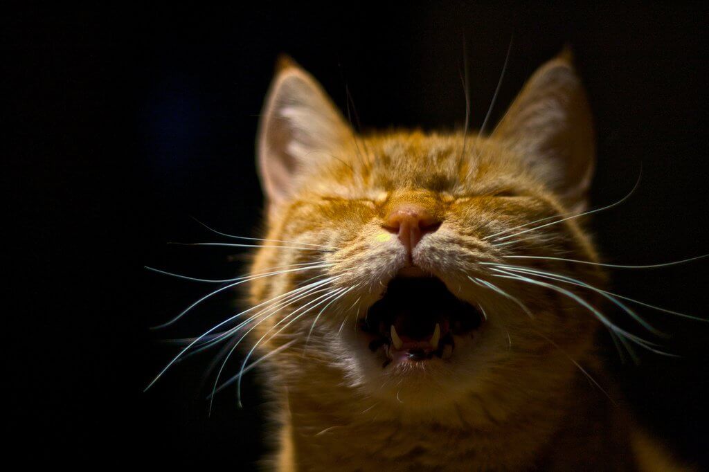cat meowing at night