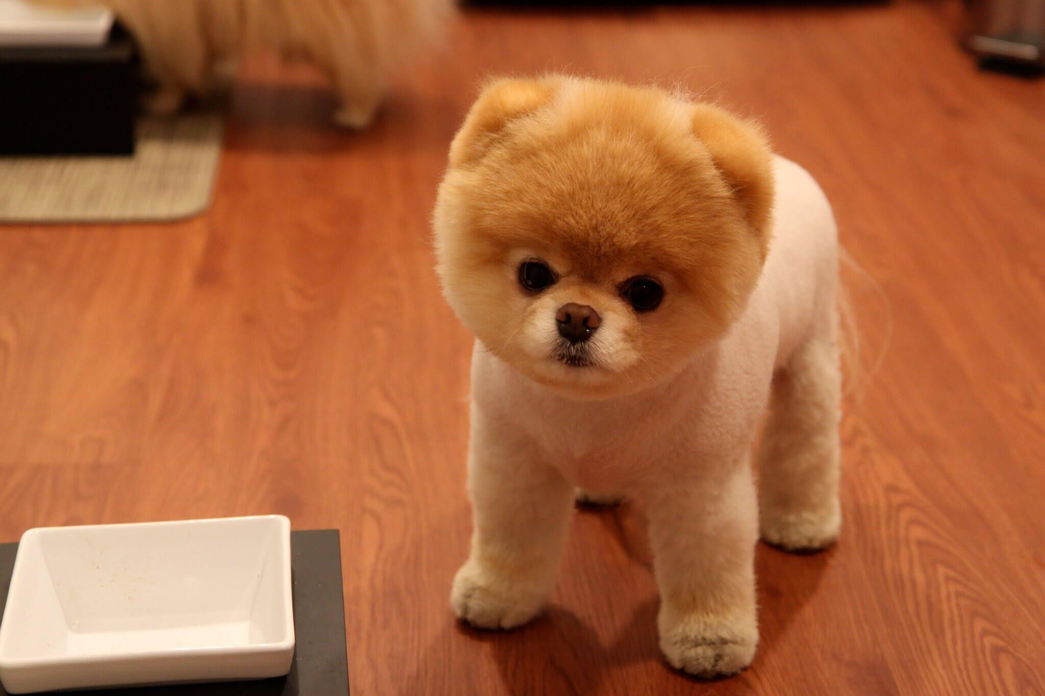10 cutest dogs in the world