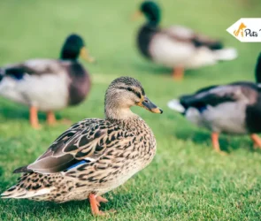 domestic Duck breed