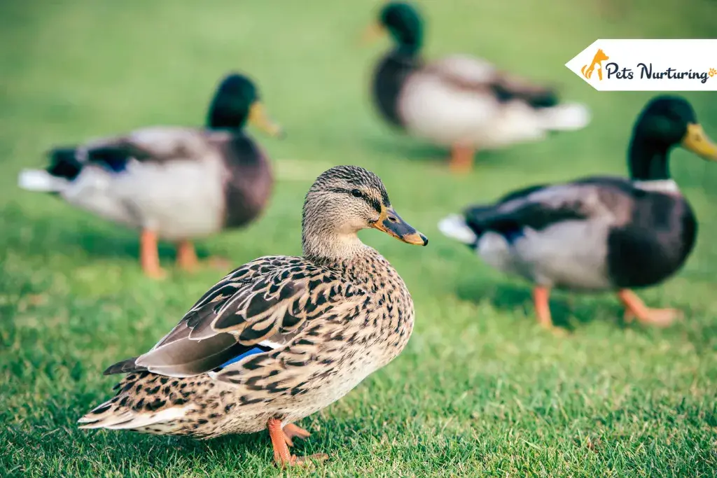 domestic Duck breed