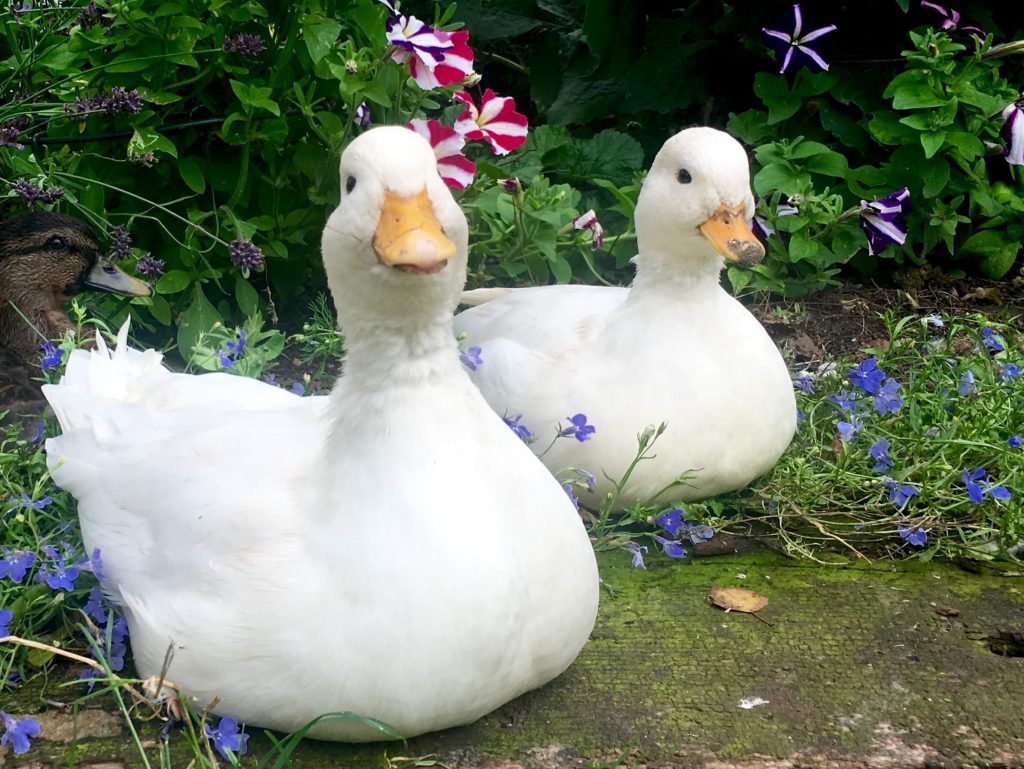 What Is The Best Duck Type In Duck Life 3