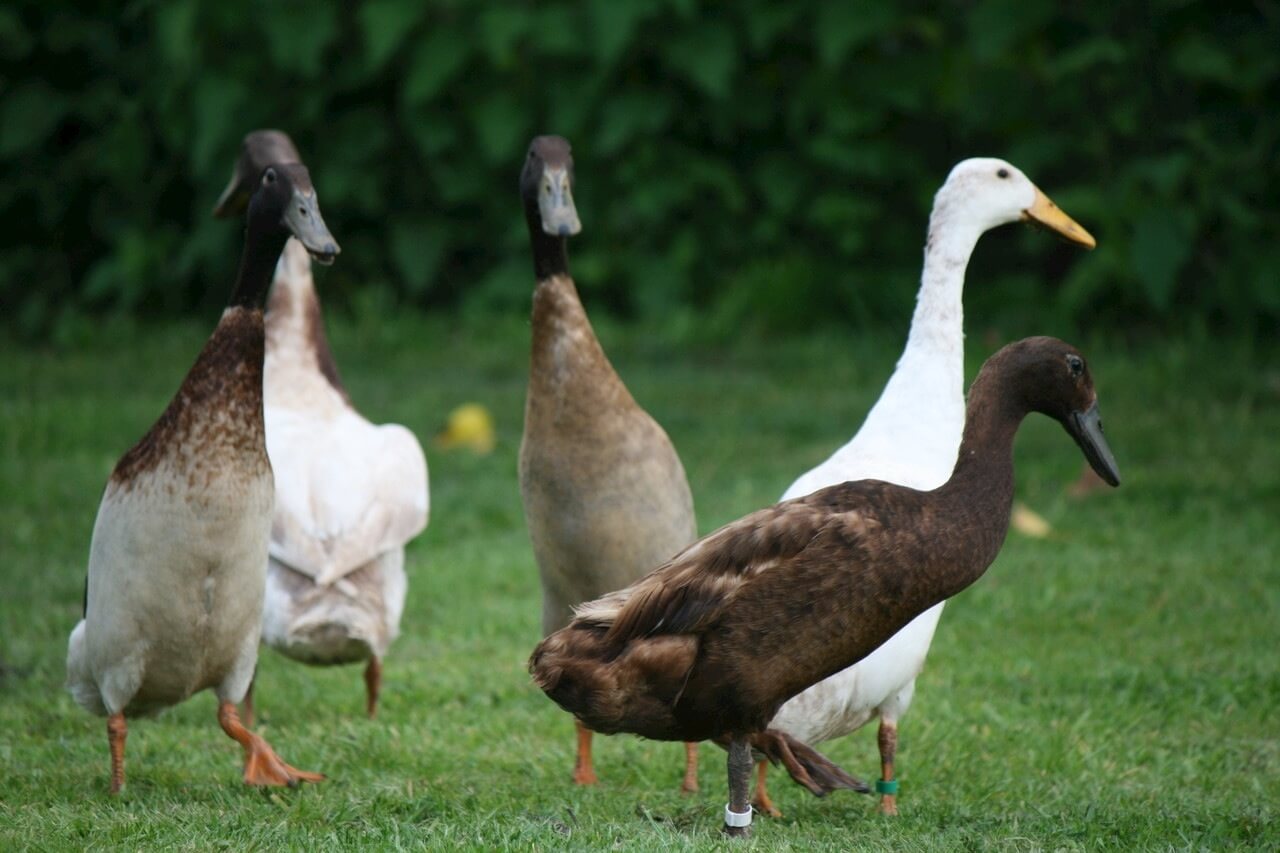 Top Domestic Duck Breeds You Should Know Pets Nurturing