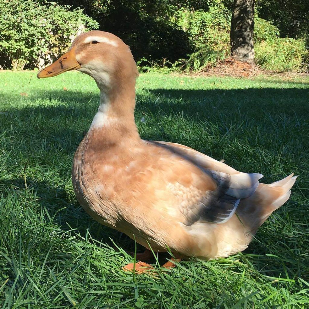 top-domestic-duck-breeds-you-should-know-pets-nurturing