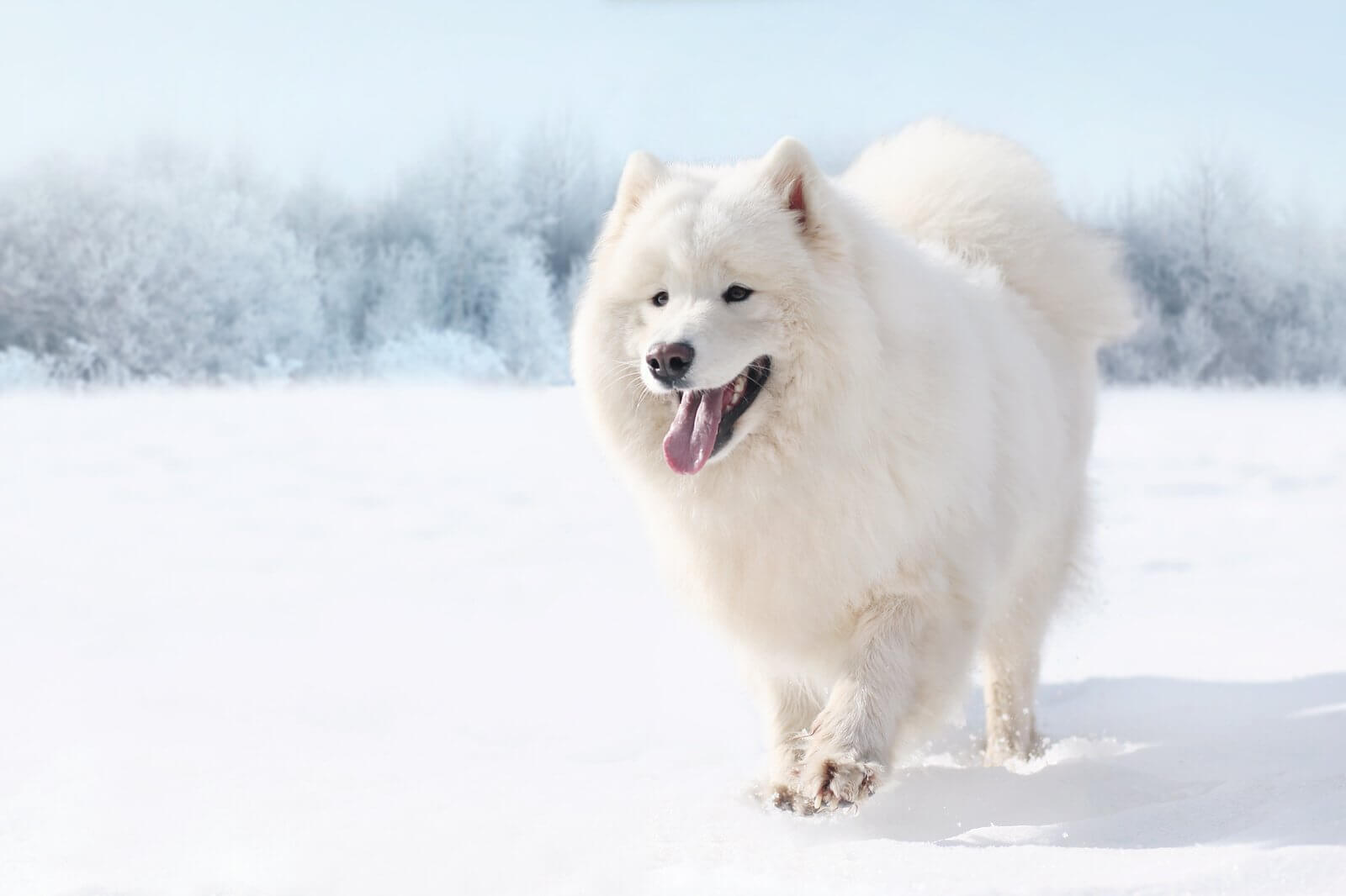 cuddly snow dog